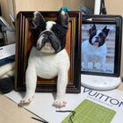 Framed Pet Portrait-Dog